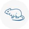 Rat Control Morden